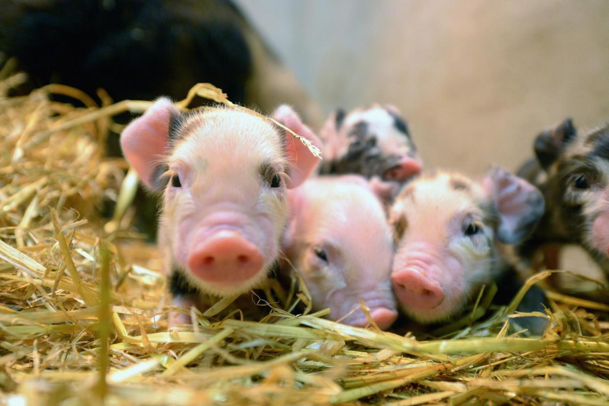 The piglets (not pictured) were rescued by the firefighters: Getty