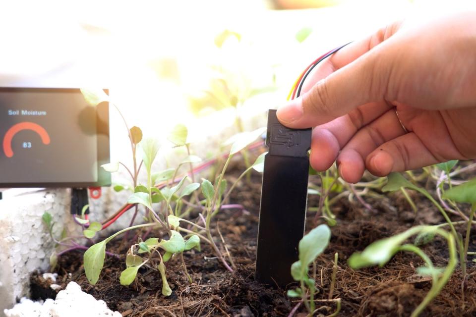 Using a soil tester with a digital screen to to test garden soil pH.