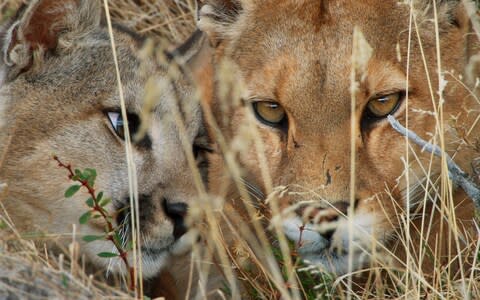 One of the puma cubs cuddles up to its mother - Credit: BBC NHU