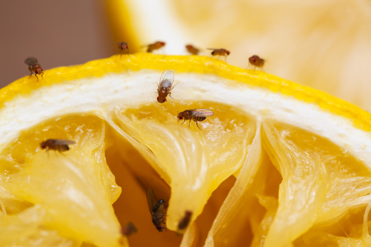 Fruchtfliegen in Großaufnahme - nur zu gern landen sie auch in einem Glas Wein. (Bild: Getty Images)