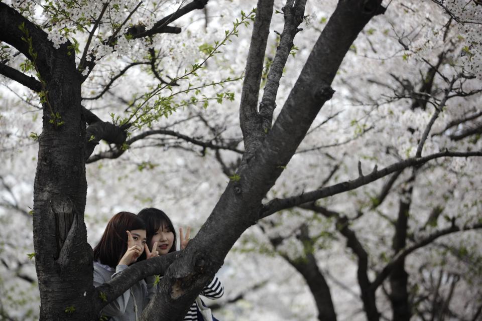 Women pose for photographs with cherry blossom trees at a park in Seoul