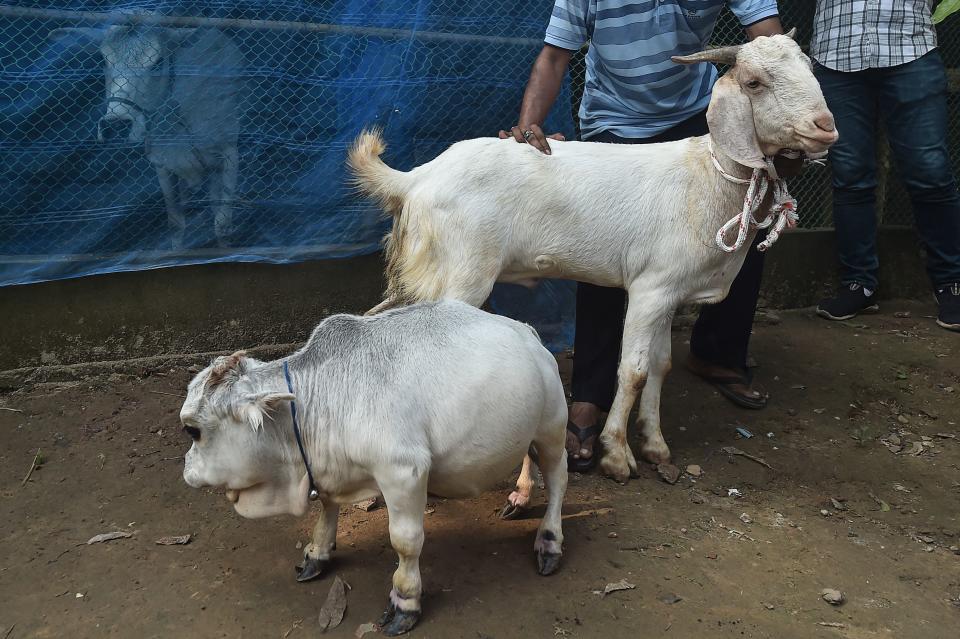 A dwarf cow named Rani (bottom), whose owners applied to the Guinness Book of Records claiming it to be the smallest cow in the world, walks next to a goat at a cattle farm in Charigram, about 25 km from Savar on July 6, 2021. (Photo by Munir Uz zaman / AFP) (Photo by MUNIR UZ ZAMAN/AFP via Getty Images)