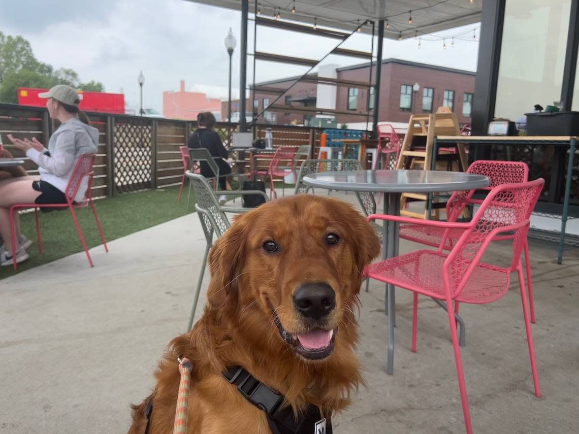 Winston the golden retriever, named after a character on the sitcom “New Girl,” strikes a pose on the McLain’s Market patio.