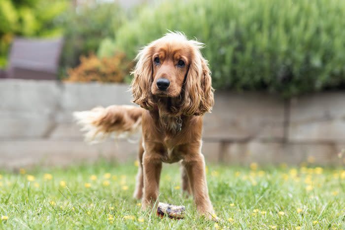 cocker spaniel ready to play with his cat friend