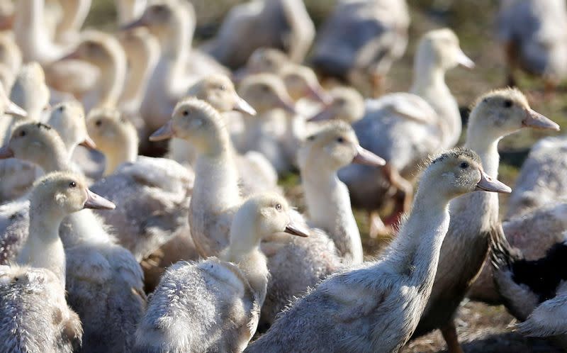 FILE PHOTO: Ducks are seen in a field in Bourriot Bergonce, southwestern France, after France ordered a massive culling of ducks in three regions most affected by a severe outbreak of bird flu