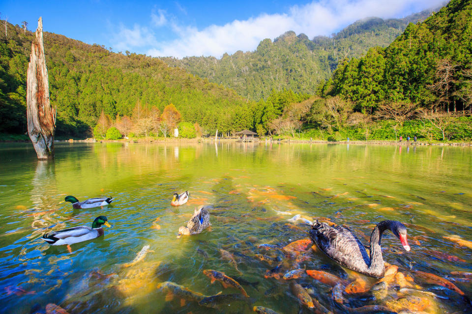 馬告生態園區-明池湖之一。   圖：力麗觀光集團提供