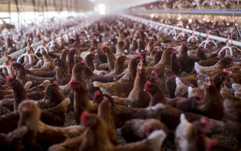 Chickens roam freely and also have access to the outdoors in Nuevo, California.