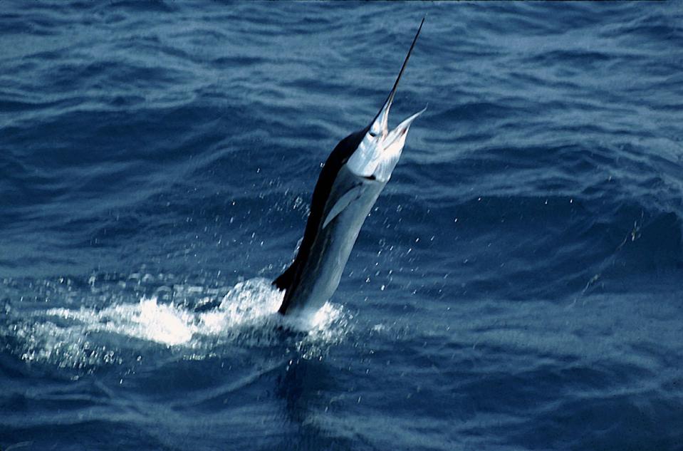 Sailfishes are among the fastest swimmers in the world.