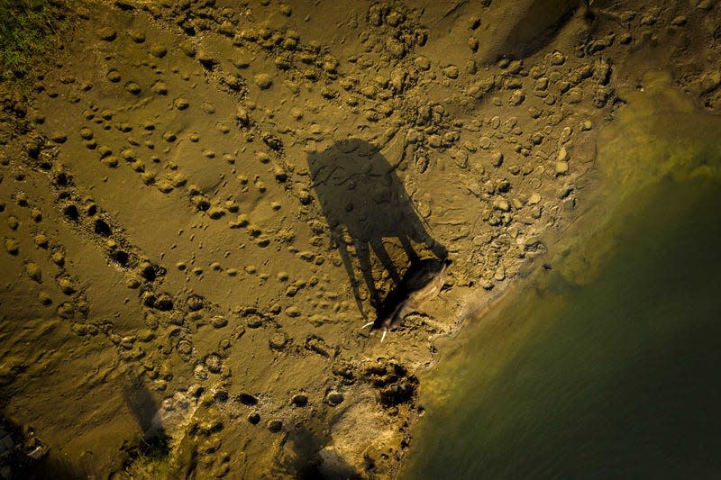 Wandering elephant. 