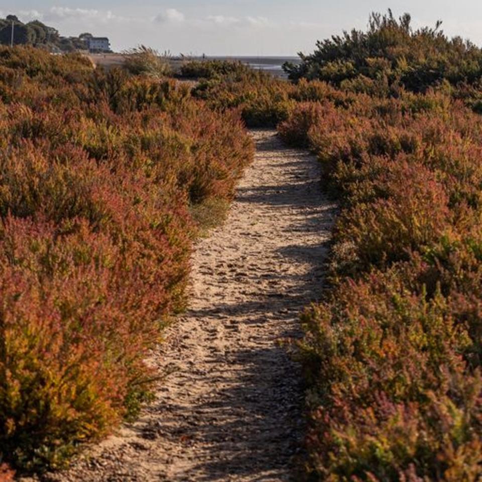 Go walking on Mersea after a visit to the White Hart (Lila Santo)