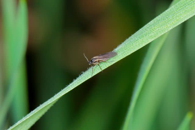 <p>Tomasz Klejdysz/Getty Images</p> A fungus gnat