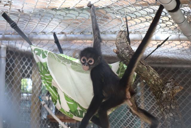 A Day in the Life of our Spider Monkeys - Brevard Zoo