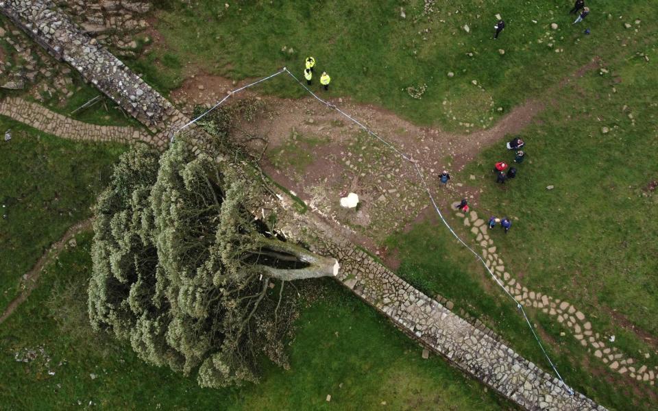 There was collective outcry when the Sycamore Gap tree was felled in an act of vandalism