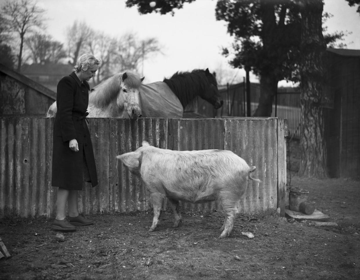 livestock in wimbledon