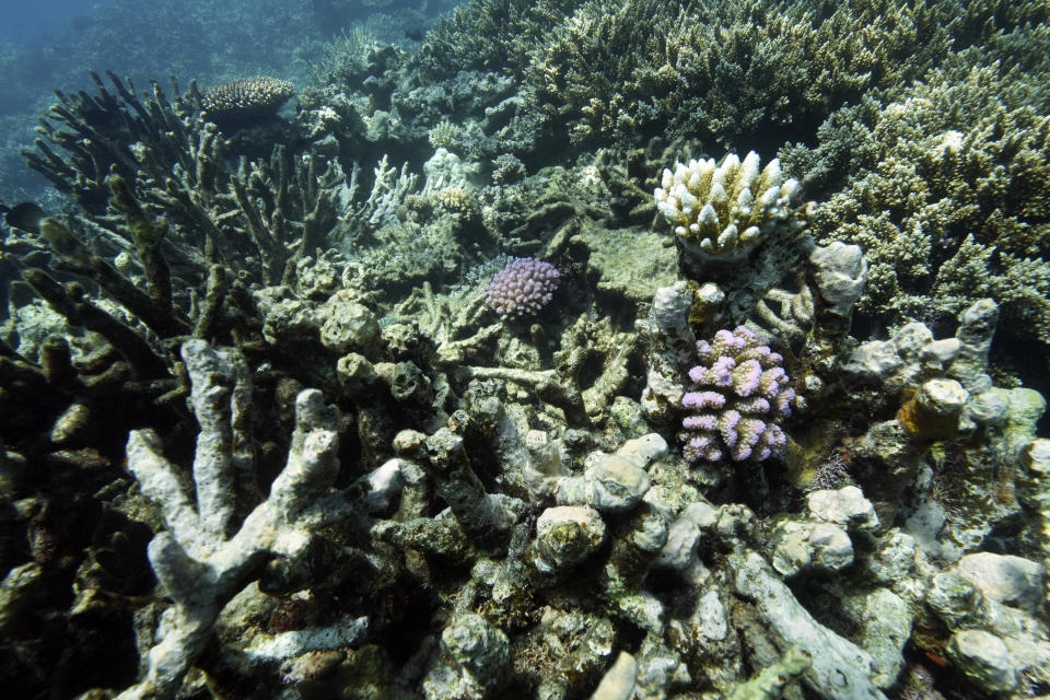 FILE - Coral on Moore Reef is visible in Gunggandji Sea Country off coast of Queensland in eastern Australia on Nov. 13, 2022. The United Nations body that regulates the world’s ocean floor is preparing to resume negotiations in July 2023, that could open the international seabed for mining, including for materials vital for the green energy transition. Conservationists worry that ecosystems will be damaged by mining, especially without any environmental protocols. (AP Photo/Sam McNeil, File)