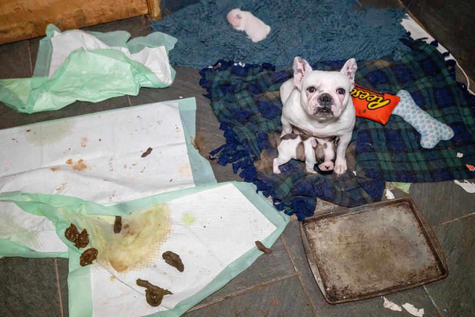 The Humane Society of the United States assists the Johnston County Sheriff’s Office in the rescue of dozens of dogs and puppies from a rural property as part of an alleged cruelty situation at two puppy mills in Milburn, Okla on Monday, March 11, 2024.
(Credit: Meredith Lee/HSUS)