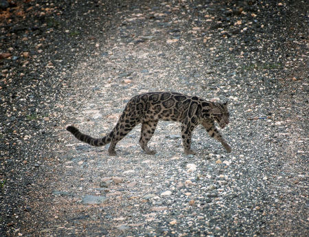 A Bornean Clouded Leopard (Neofelis diardi), found only on Borneo and Indonesia's Sumatra is seen in the Deramakot Forest Reserve in Malaysia's Sabah state, November 6, 2017. REUTERS/Michael Gordon