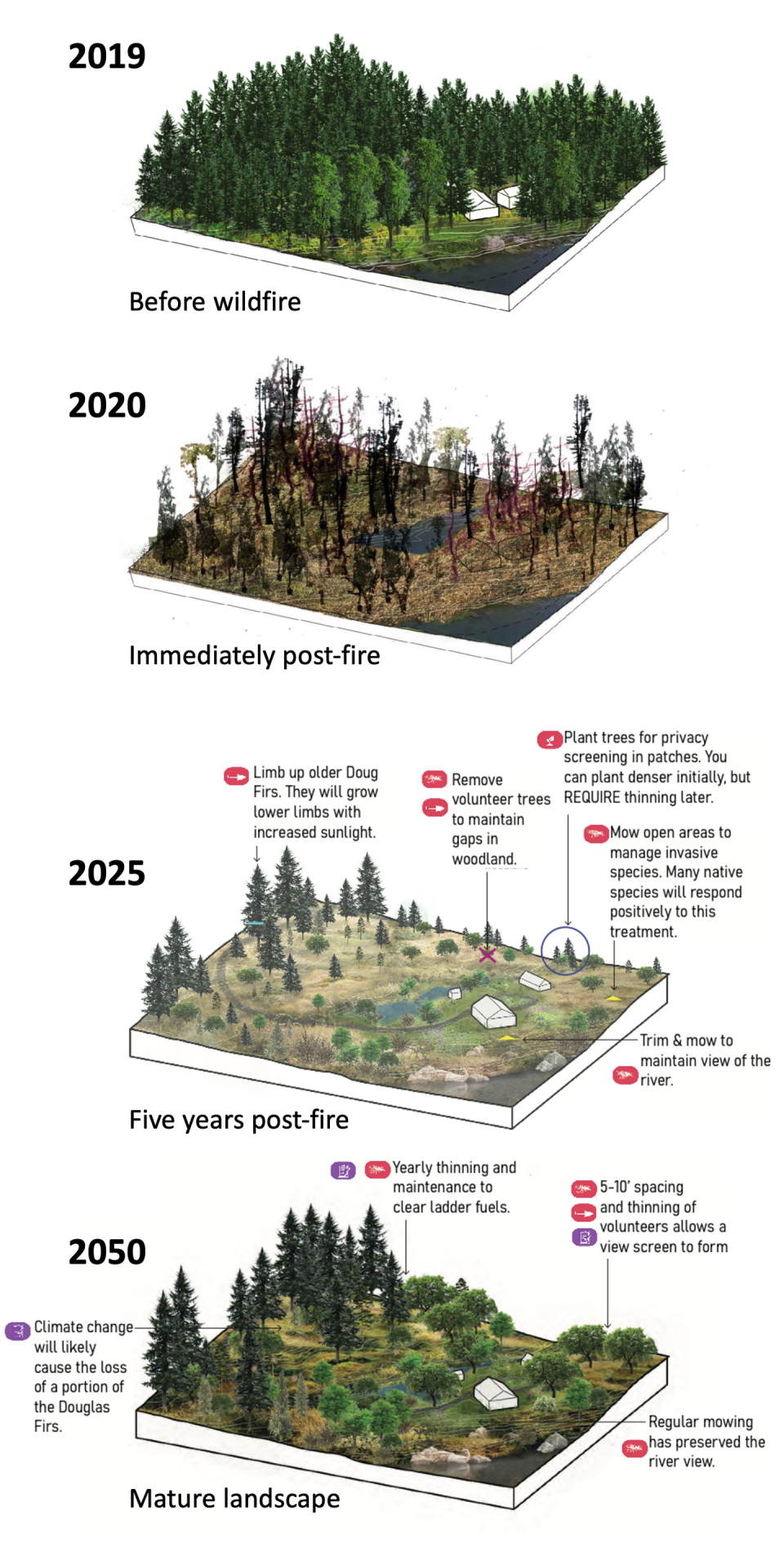 Four illustrations of a landscape after fire in 2020, 2025 and 2050