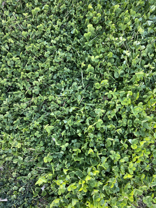 Dense clover makes a better groundcover than grass.<p>Emily Fazio</p>