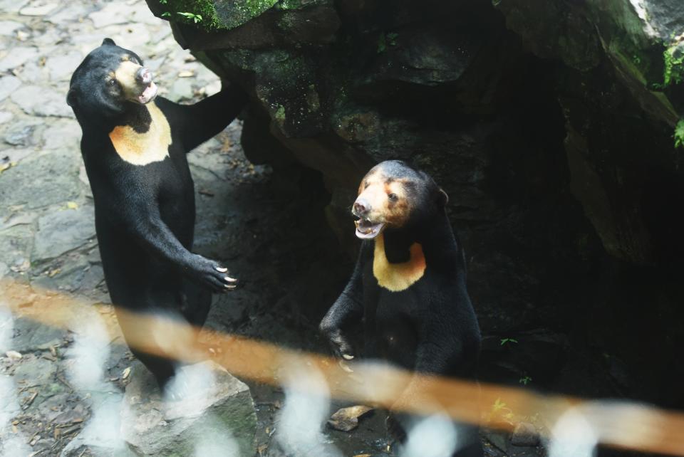 中國大陸杭州動物園的馬來熊引發「假扮」質疑後澄清，也引來國外動物園關注。圖片來源：LONG WEI / Feature ChinaㄒFuture Publishing/Getty Images