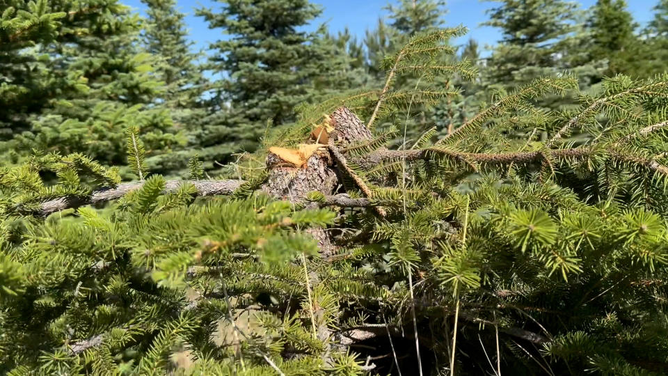 Image shows another tree snapped off.