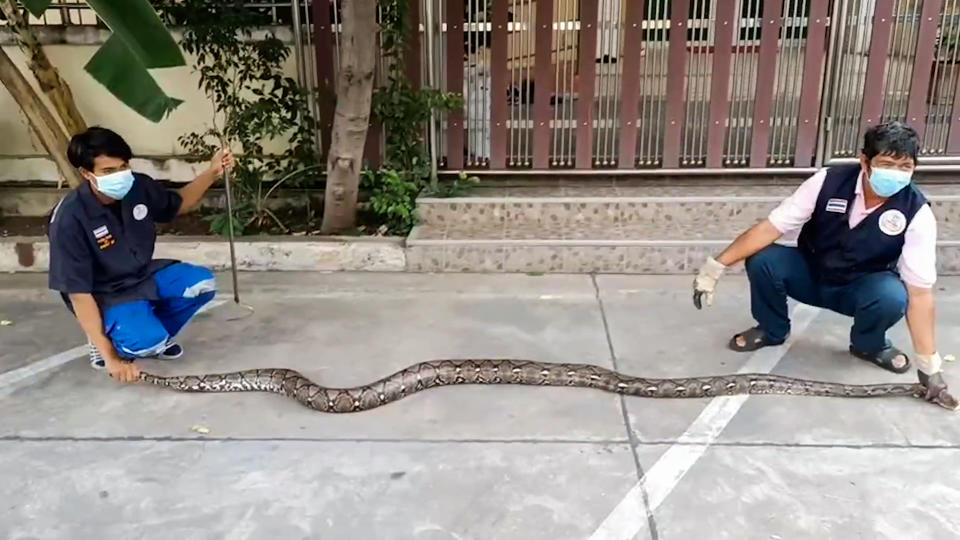 The python found in the Thai woman's bathroom. 