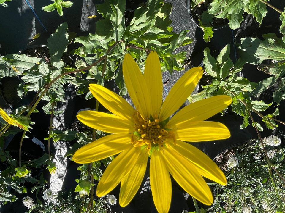 Starry rosinweed contrasted with its height and color.