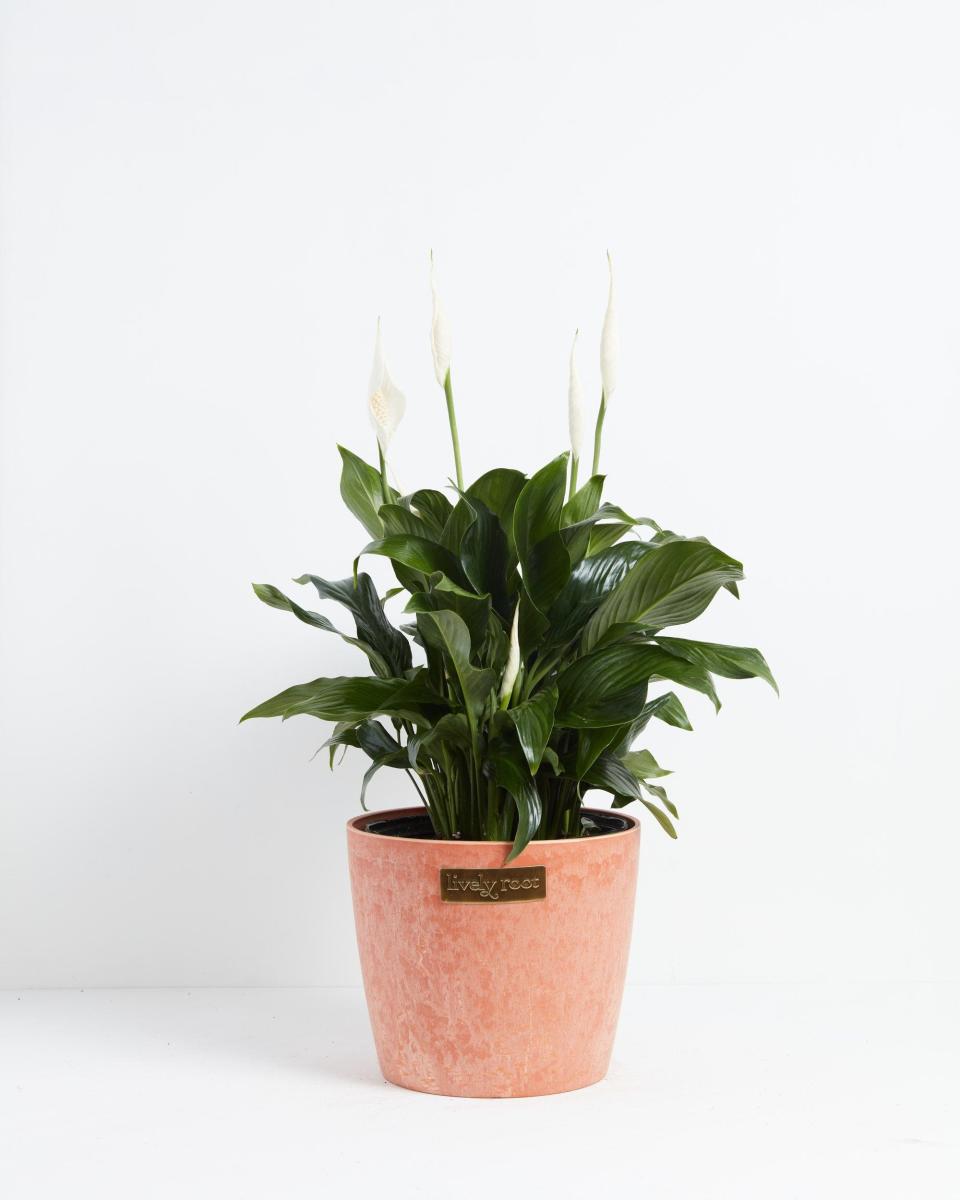 5) Peace Lily