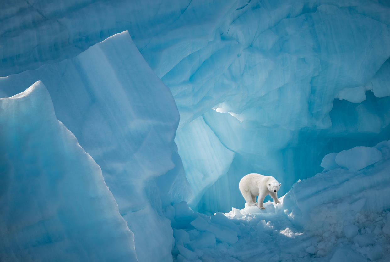 A polar bear in the icy wilderness (Marsel van Oosten/Remembering Bears)