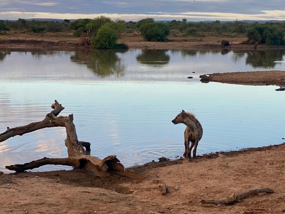  A spotted hyena at a watering hole