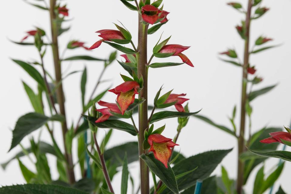 2) Digitalis × valinii 'Firebird'