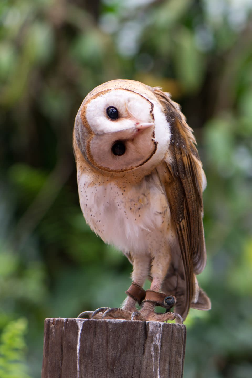 <p>These birds have the insane ability to swivel their heads in almost full circle thanks to their flexibility, and the fact that their heads are only connected by one socket pivot. Researchers at Johns Hopkins also found that owls have backup arteries, so when they turn their heads at extreme angles, they’re still getting blood and nutrients when their blood vessels are cut off during turning.</p>