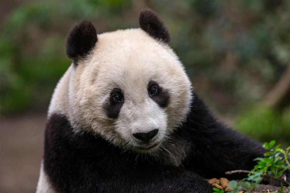 The San Diego Zoo Wildlife Alliance took the first step to bring pandas back to the West Coast and signed a cooperative agreement with China Wildlife Conservation Association and filed a permit application with the U.S. Fish and Wildlife Service.