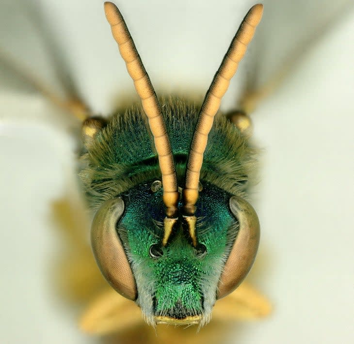 Metallic Sweat Bee