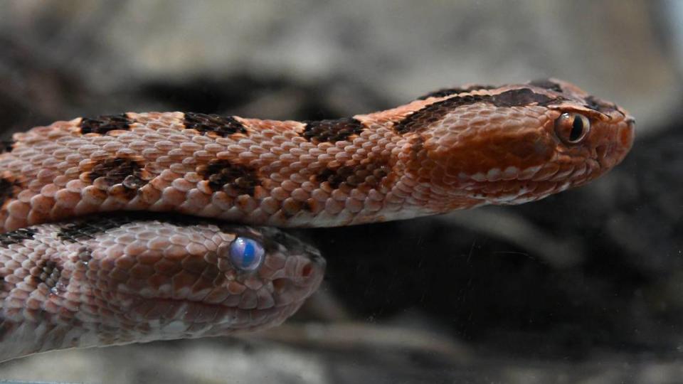 Two pygmy rattlesnakes slither around in their habitat at the N.C. Museum of Natural Sciences in Raleigh, N.C. Tuesday, May 2, 2017.