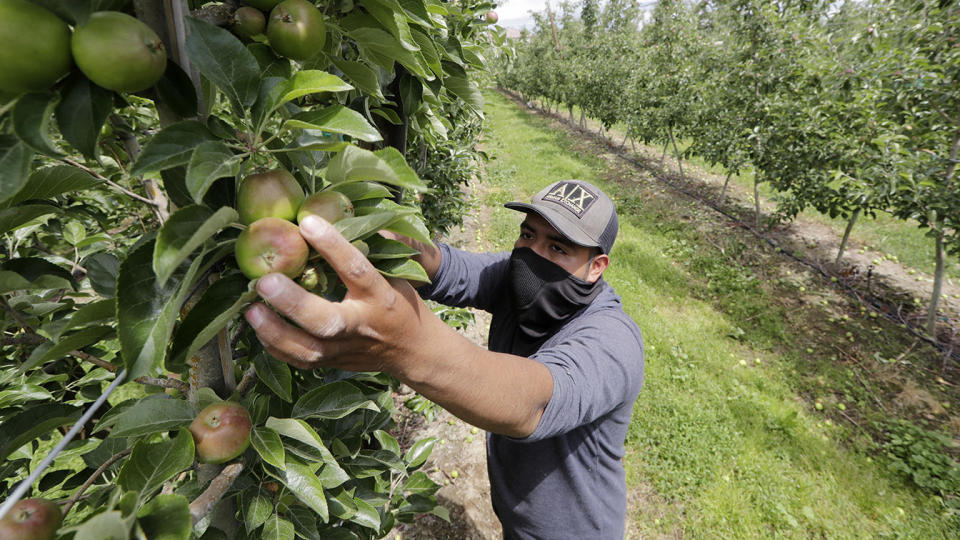 Orchard worker Francisco Hernandez reaches to pull honey crisp apples off the vine during a thinning of the trees at an orchard in Yakima, Wash in June. (Elaine Thompson/AP)