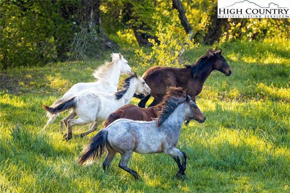 Wild horses gallop about Falling Waters.