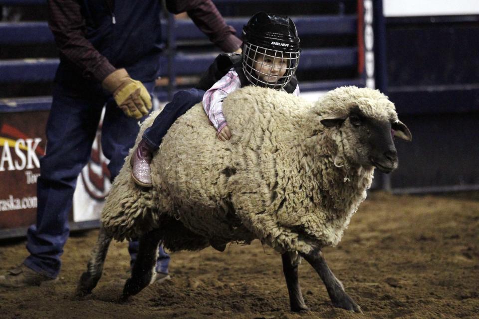 Haley Walker hangs onto a sheep in the "Mutton Bustin'" competition at the 108th National Western Stock Show in Denver