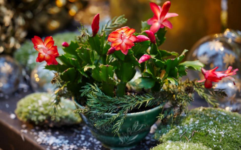 Got a Christmas Cactus? Here’s How to Keep it Happy, Healthy, and Blooming