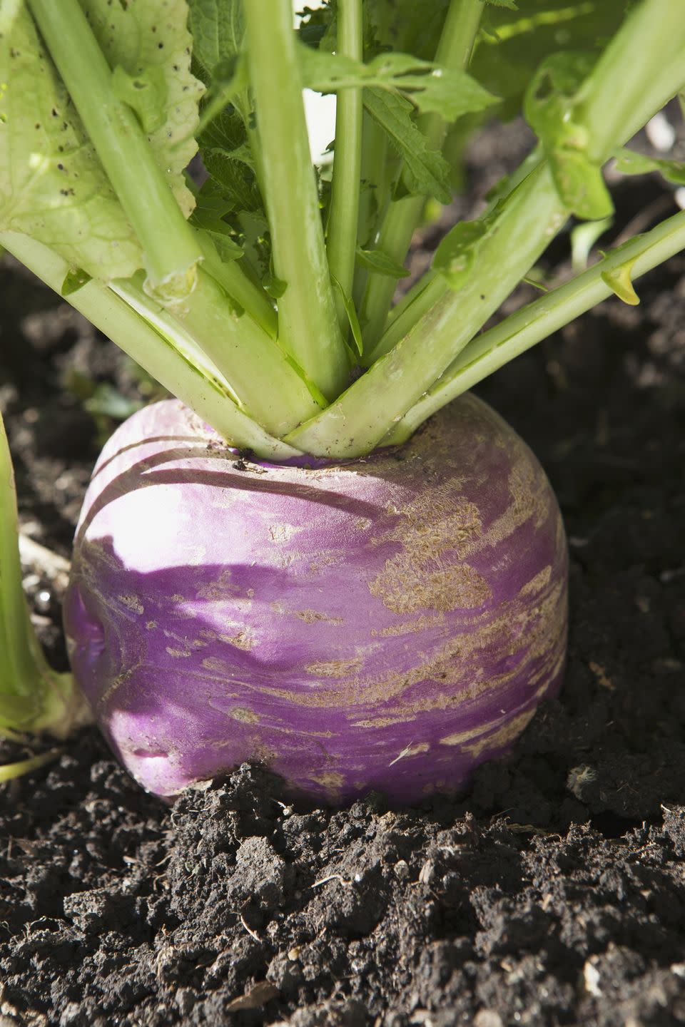 7) Turnips