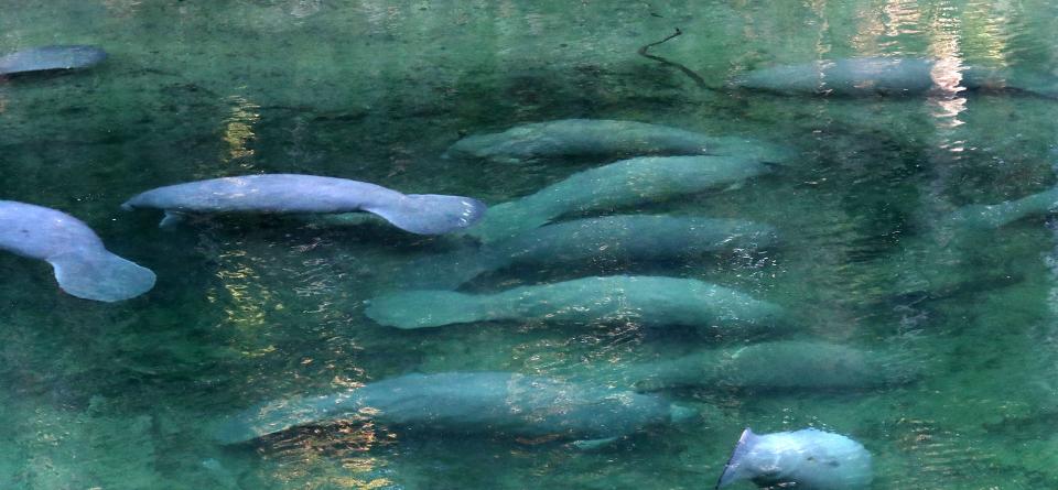 Manatees fill the spring run at Blue Spring State Park in Orange City in January. Efforts to repair Volusia County's springs also will benefit manatees, which died in record numbers in 2021.