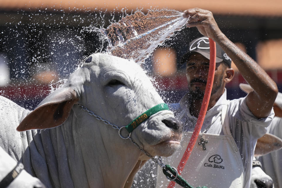 A stockman bathes a Zebu cow during the ExpoZebu fair in Uberaba, Minas Gerais state, Saturday, April 27, 2024. In Brazil, 80% of the cows are Zebus, a subspecies originating in India with a distinctive hump and dewlap, or folds of draping neck skin. (AP Photo/Silvia Izquierdo)