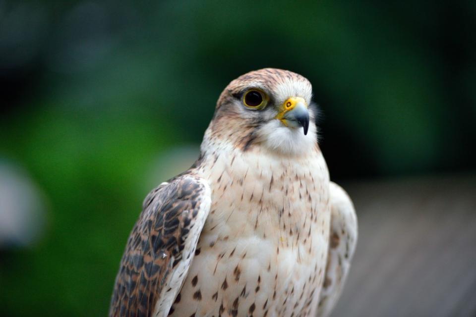 Ernie Miller Nature Center via Getty Images