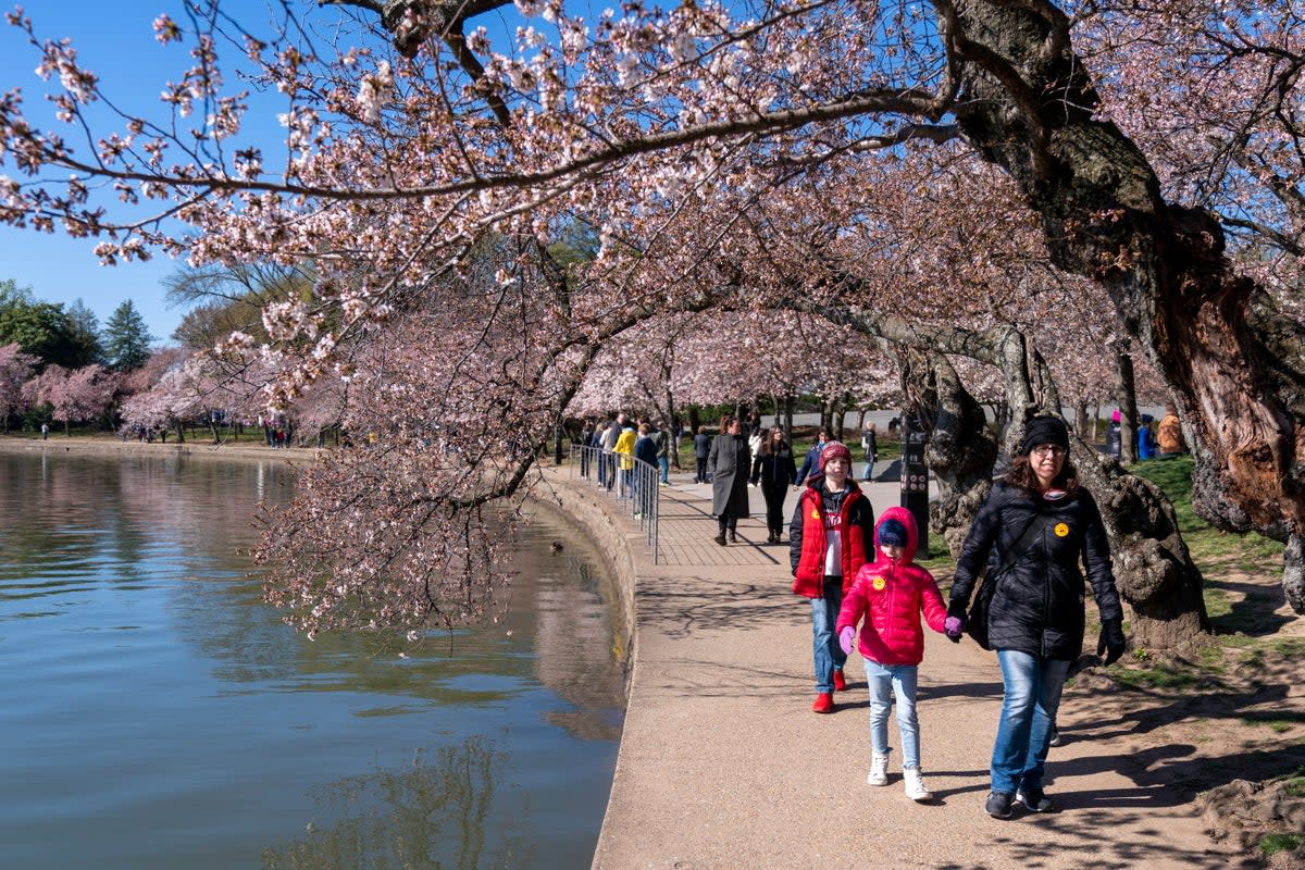 APTOPIX Cherry Blossoms Washington (Copyright 2023 The Associated Press. All rights reserved.)