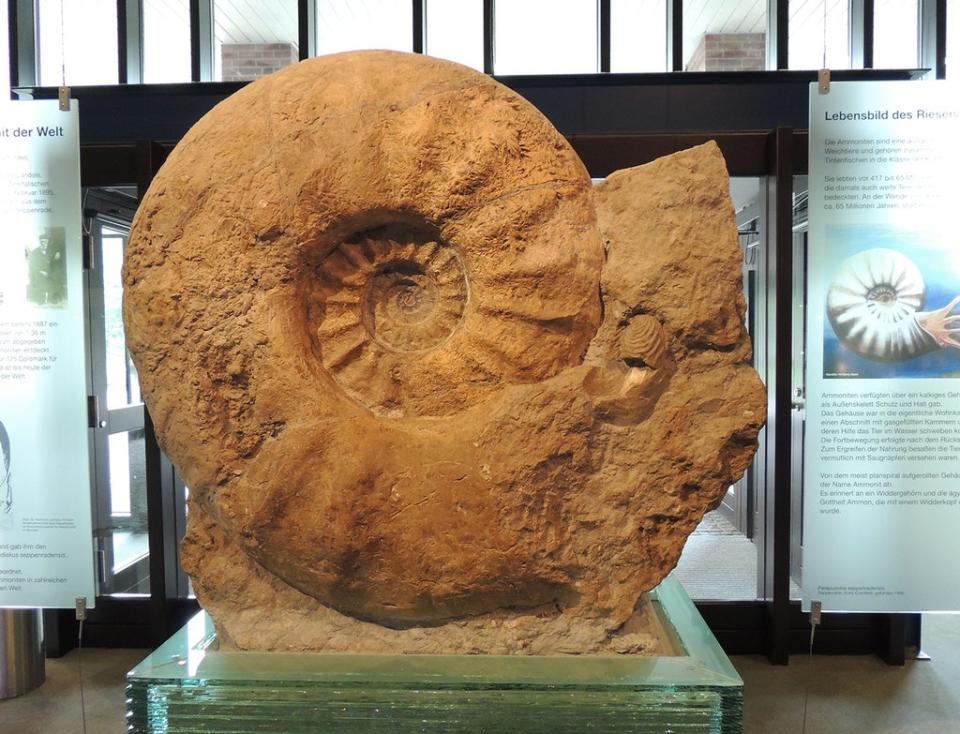 The largest ammonite specimen in the world housed in the Munster Natural History Museum, Germany (Christina Ifrim/PA) (PA Media)