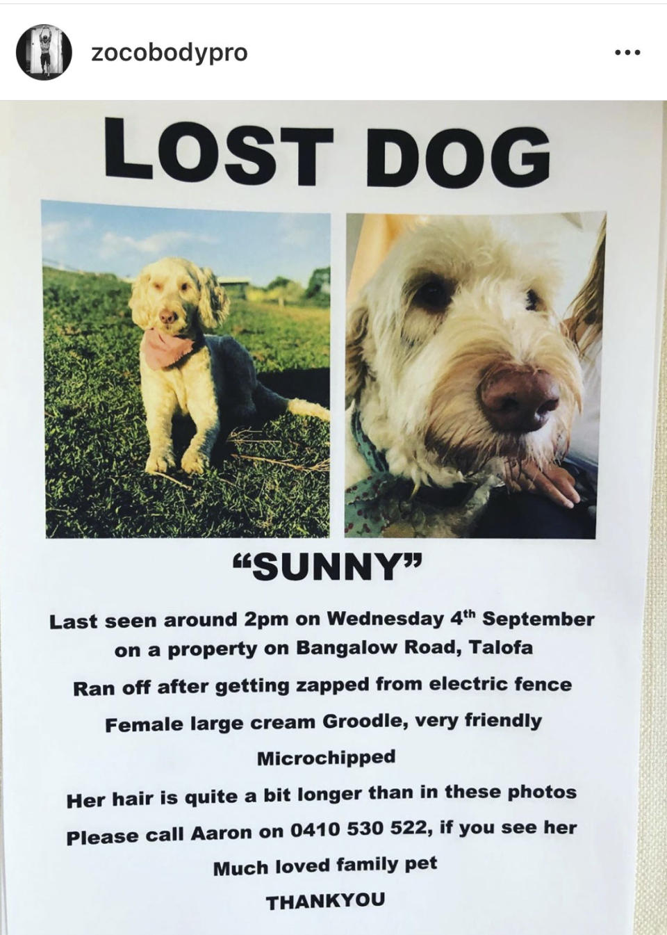 Chris Hemsworth's beloved dog goes missing. Photo: Media Mode.