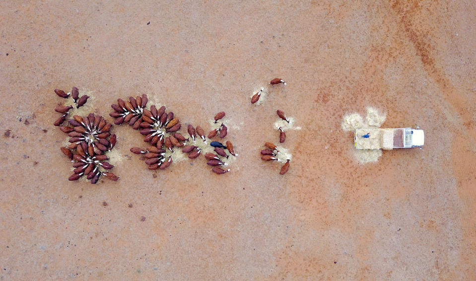 <p>Farmer Ash Whitney stands on the back of his truck as he throws out hay to his cattle in a drought-affected paddock on his property located west of Gunnedah in New South Wales, Australia, June 3, 2018. “I have been here all my life, and this drought is feeling like it will be around a while,” said Whitney. (Photo: David Gray/Reuters) </p>