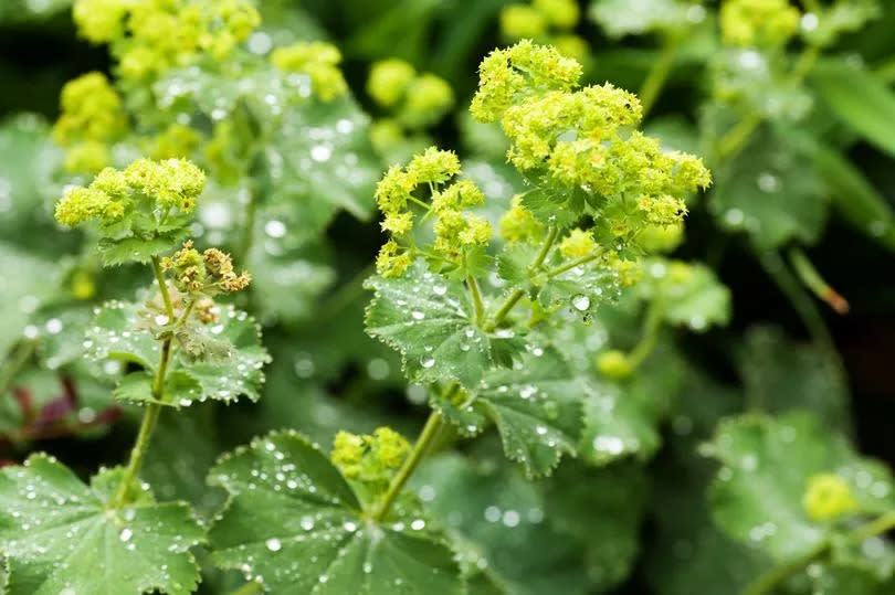 A close-up picture of mantle flowers, or alchemilla mollis, which are hardy and easy to grow