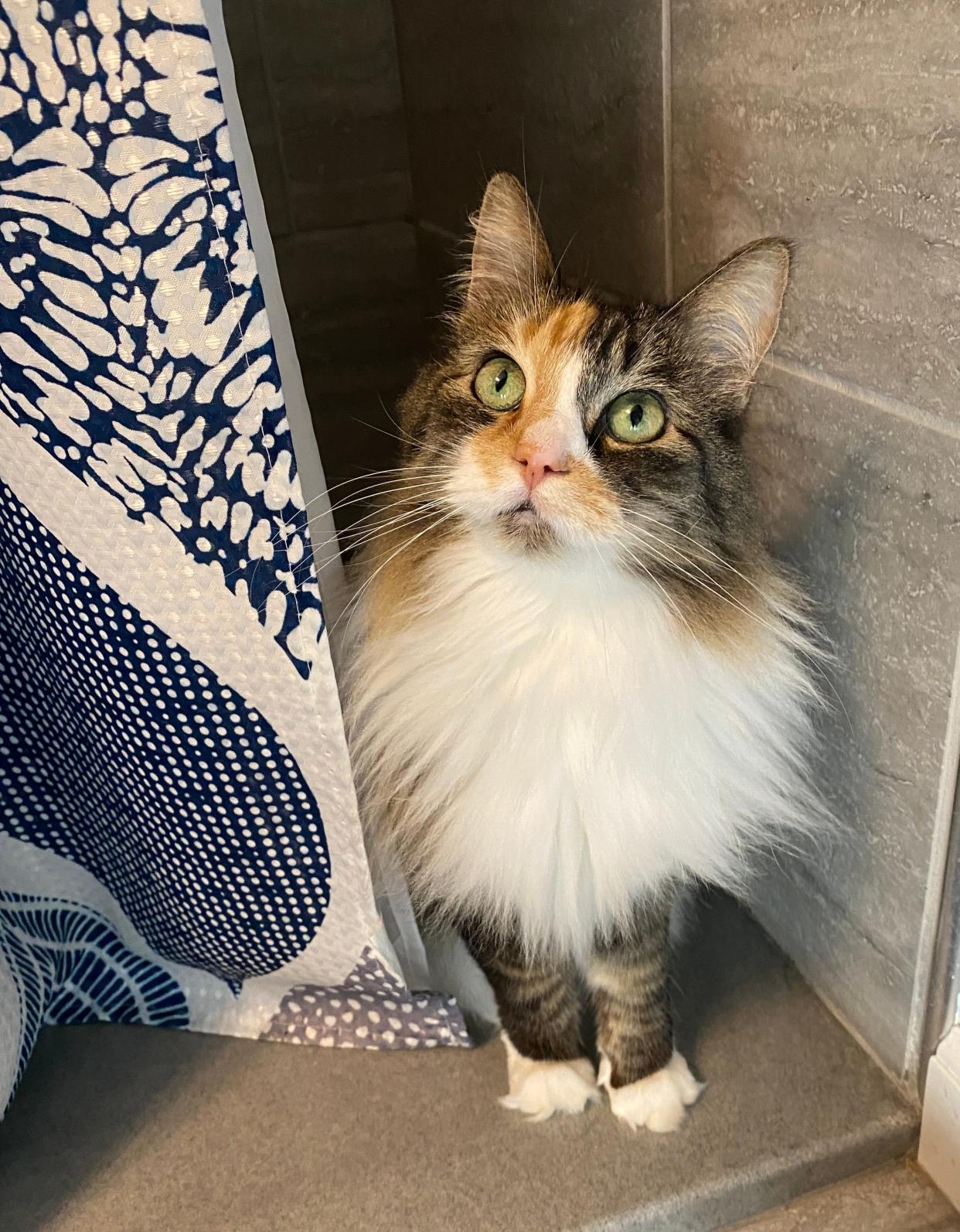 Willow peeking out of the shower