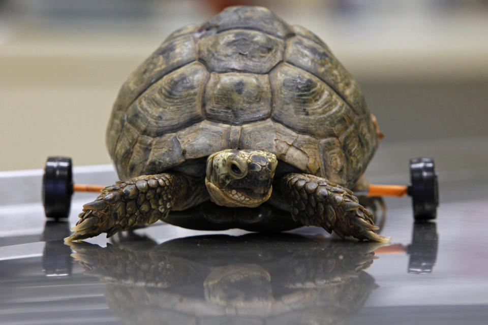 Tzvika, una tortuga hembra lesionada, se desplaza con la ayuda de ruedas en el Wildlife Hospital de Ramat Gan Safari cerca de Tel Aviv, el 5 de enero de 2011. Dos mese atrás Tzvika fue atropellada por una cortadora de hierbas y sufrió graves lesiones en su caparazón y en la médula espinal, que afectó su capacidad para usar sus extremidades posteriores. Las ruedas, elevan el caparazón, eliminando la presión sobre esa zona y permitiéndole caminar, según explicaron los veterinarios del safari. REUTERS/Nir Elias